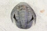 Sculptoproetus Trilobite - Excellent Example #66907-6
